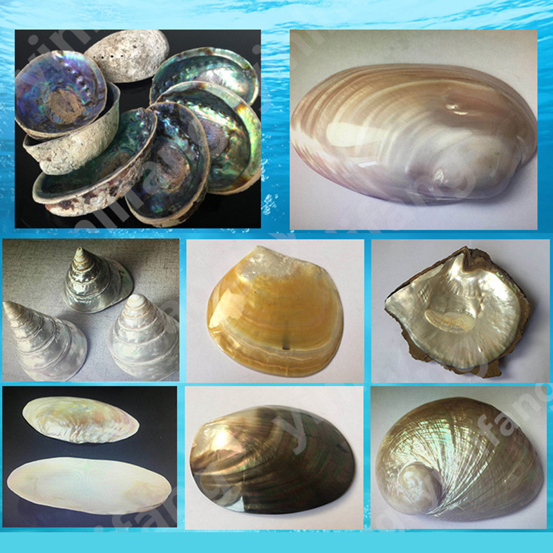 Abalone-schelp papier voor muz - Musical Instrument Jewelry recensie en prijs